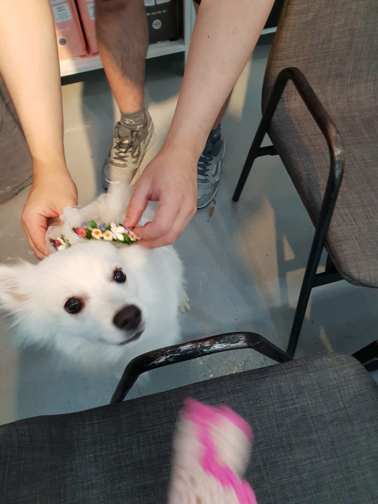 강남역 애견카페 에이아이