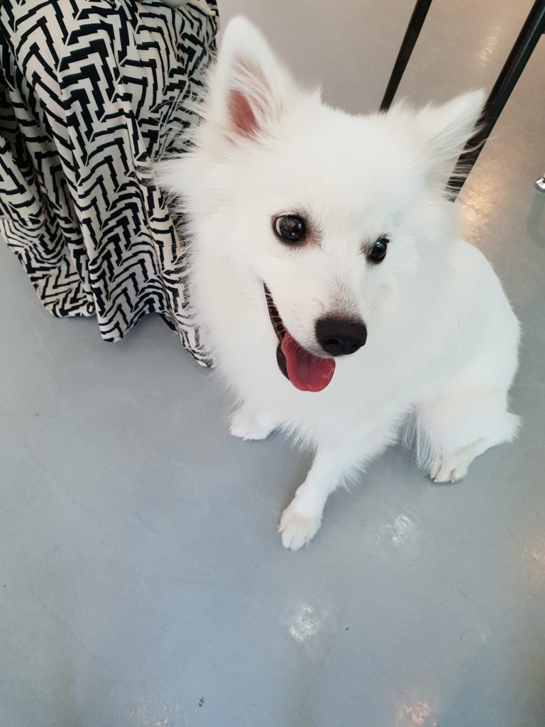 강남역 애견카페 에이아이