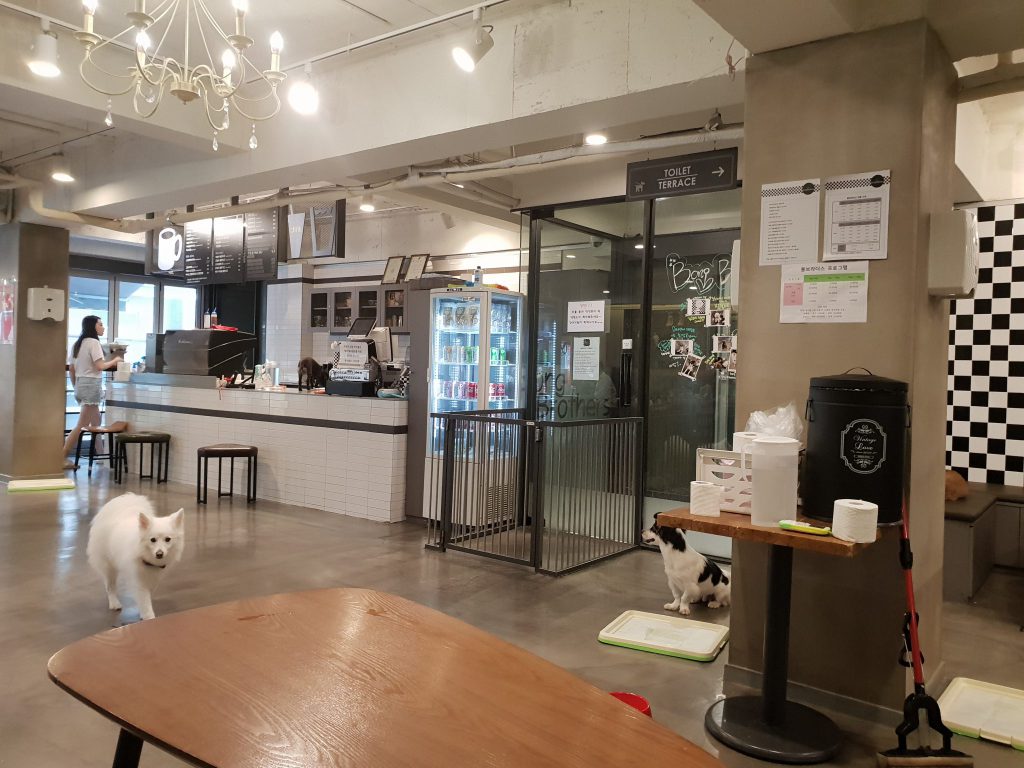 신논현역 애견카페 봉브라더스