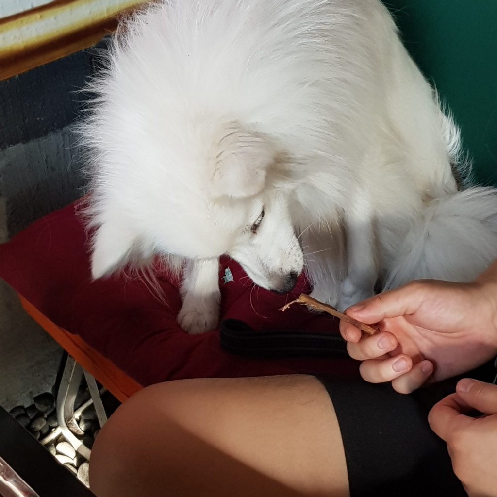 신논현역 애견동반식당 난장캠프