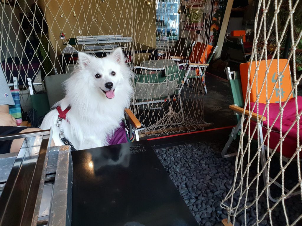 애견동반식당 난장캠프