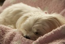 김정일의 강아지