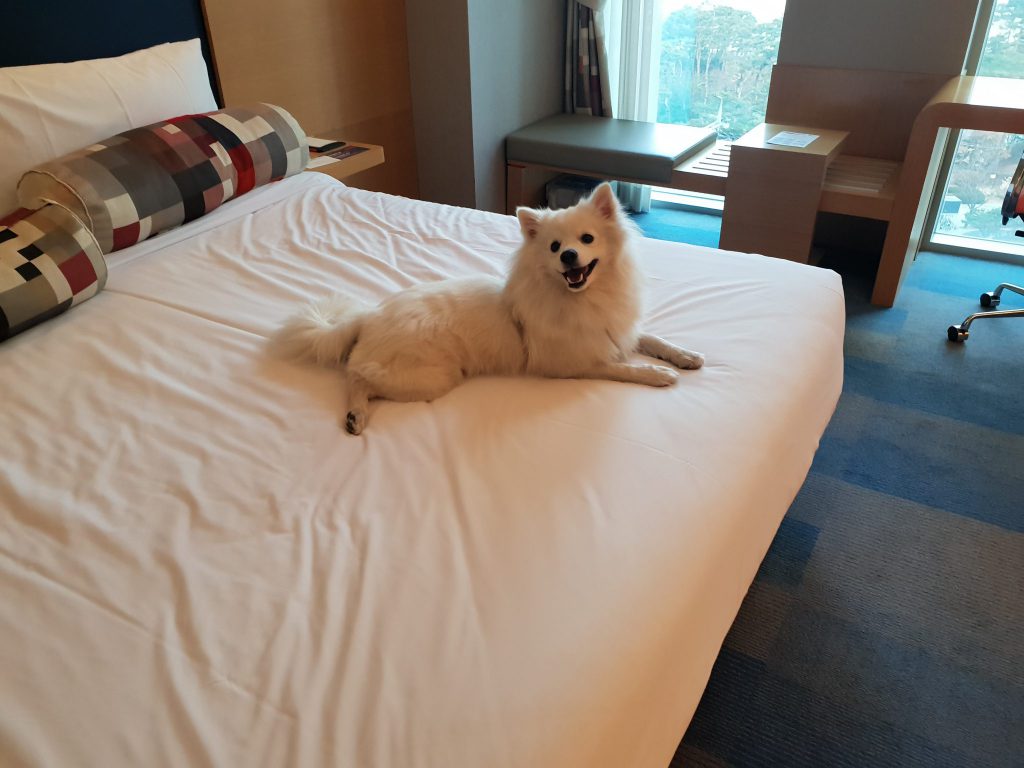 애견동반호텔 알로프트