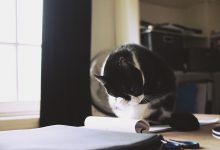 고양이 벼룩