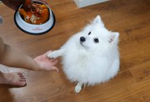 강아지 단호박 케이크