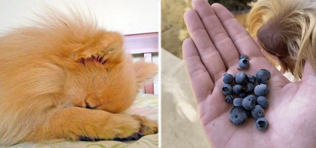 개는 블루베리를 먹을 수 있나요? 다양한 용도