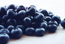 강아지 블루베리