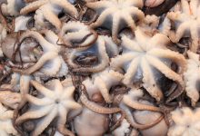 강아지 문어 낙지