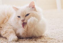 고양이 세수