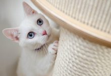 고양이 스크래처