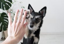 강아지 지능 순위