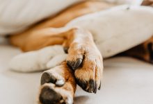 강아지 발톱깎이