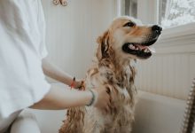강아지 약용 샴푸