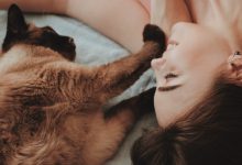 고양이 보험