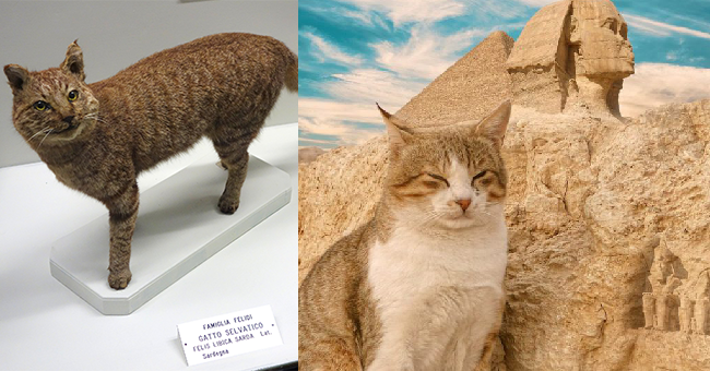 고양이 조상, 사실은 강아지 조상과 같다고? – 비마이펫 라이프