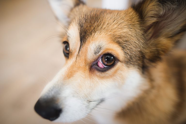 犬のチェリーアイ