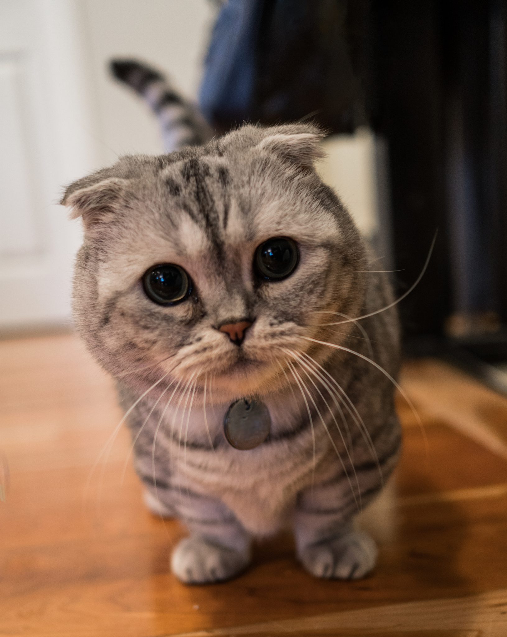 Munchkin Cat Los Angeles - eptvdzl