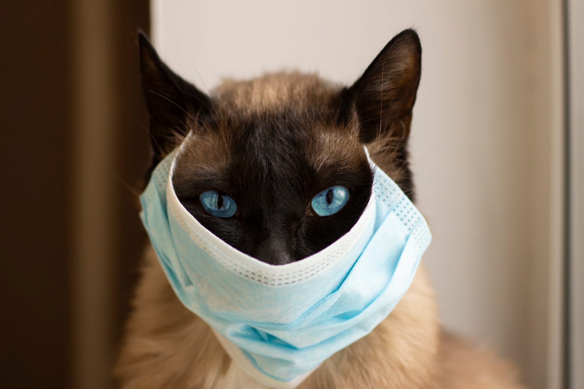 Cat Pneumonia Causes, Symptoms, and Prevention! Be My Life Pets