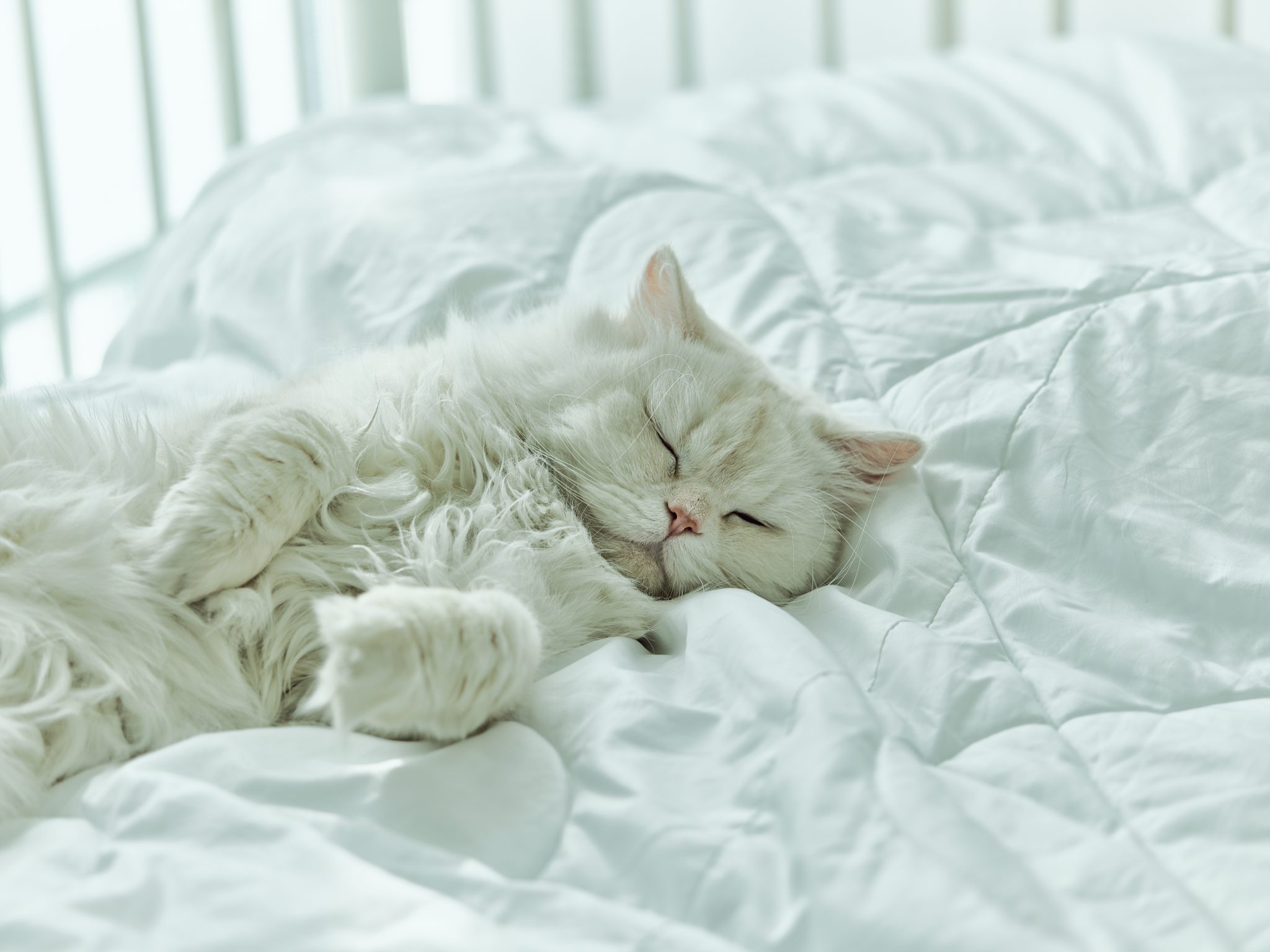 Cat Pneumonia Causes, Symptoms, and Prevention! Be My Life Pets