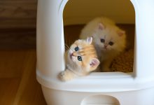 아기 고양이 모래, 새끼 고양이 모래