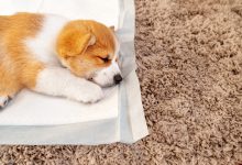 강아지 배변 훈련 및 배변패드 추천