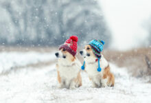 강아제 제설재 염화칼슘