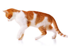 고양이 정밀보행법